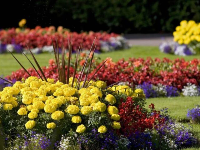 The best perennial flowers for your garden, blooming all summer: list, names, brief description, photo