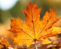 The benefits and harm of maple leaves. Joint treatment with maple leaves: recipes