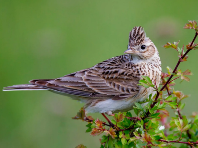 Lark bird: photo, brief description. How the lark differs from other birds: interesting facts