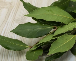 Bay leaf: therapeutic properties and contraindications for the human body, recipes for joints, skin, hair, diabetes, allergies in adults and children, weak bladder. What does bay leaf help from, what diseases he treats?
