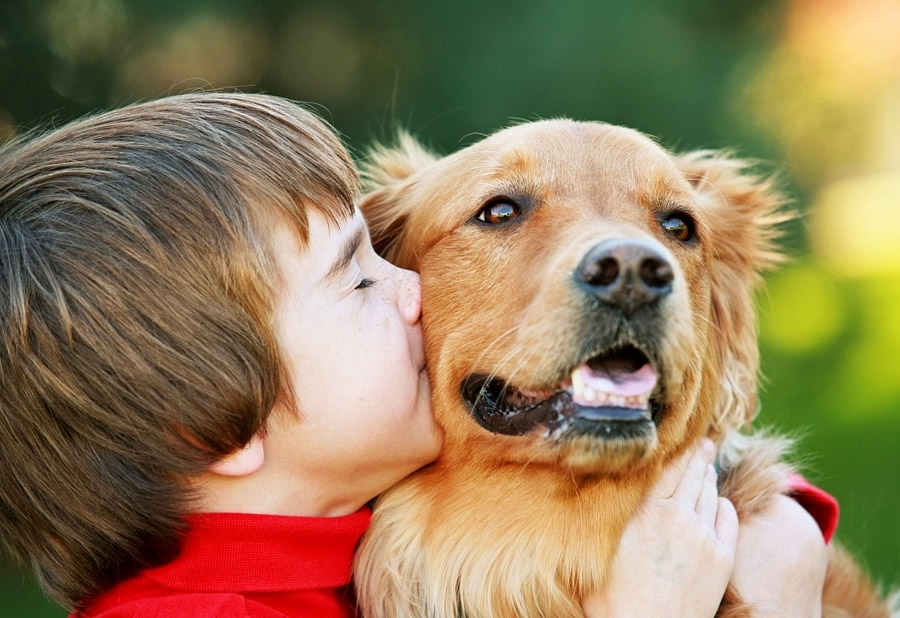 Профилактика бешенства обезопасит собак и контактирующих с ними людей от болезни