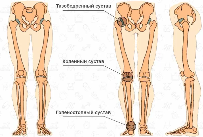 Суставы ноги: строение, название