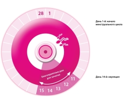 On what days of the cycle can you get pregnant: dangerous days for pregnancy. When is it better to conceive a child - before or after menstruation? Contraceptive methods, if you do not need to get pregnant