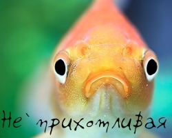 Kényszertelen halak az akváriumhoz: lista, leírás, fotó