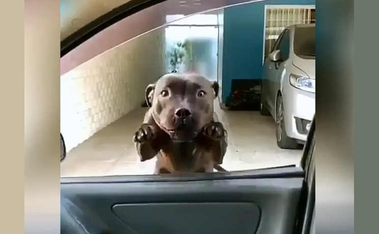 Pes skočí na auto a škrabance