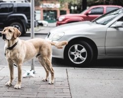 Di mana bisa dan tidak bisa pergi dengan anjing oleh hukum: penjelasan terperinci, tempat