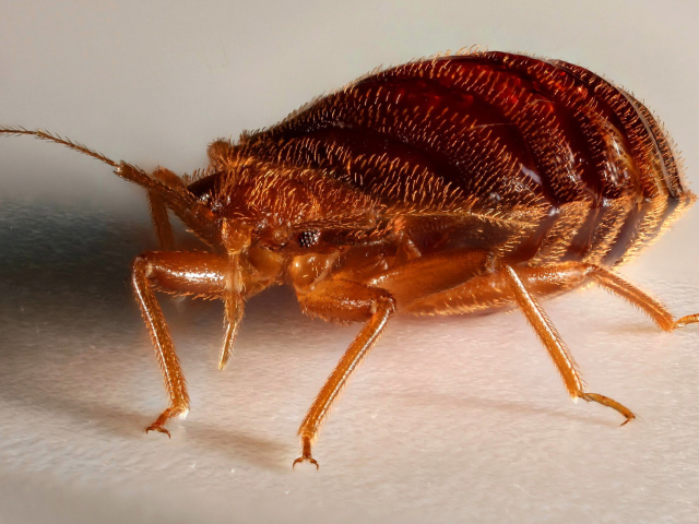 Comment sortir des insectes de l'appartement, du canapé et des vêtements à la maison? Comment retirer les punaises de lit de l'appartement pour toujours?