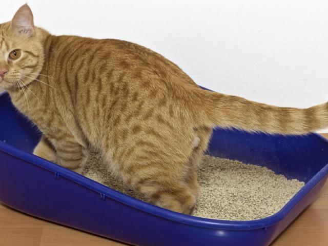 A cat tray: how to choose which is better? Closed cat tray, dry closet