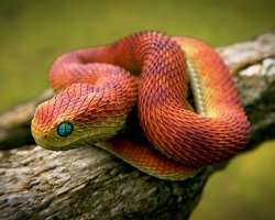 Types of snakes - name, description, photo