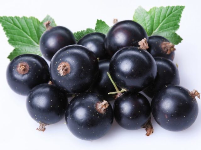 مراقبت از Blackcurrant در بهار در کشور ، در باغ: مشاوره باغبان با تجربه. چگونه می توان نهال های توت های سیاه را در بهار در زمین کاشت ، چگونه تغذیه کنیم ، چگونه از بیماری ها و آفات درمان کنیم ، چگونه آن را قطع کنیم؟