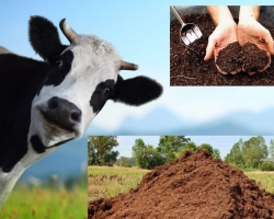 Gübre türleri ve farklı bitkiler için faydası. İlkbahar ve Sonbaharda Ülke Bitkileri Besleme için Gübre Nasıl Uygulanır: Açıklama