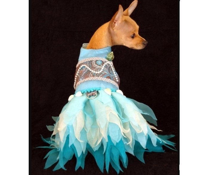 Fashionable glamorous clothing for dogs of small breeds