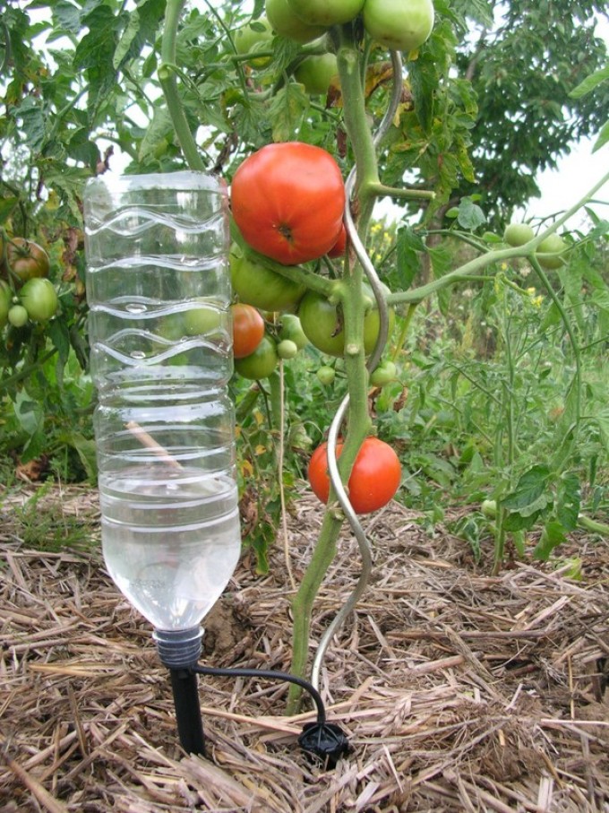 Watering tomatoes in August