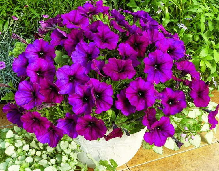 Kaskádová petunia „Rambren“