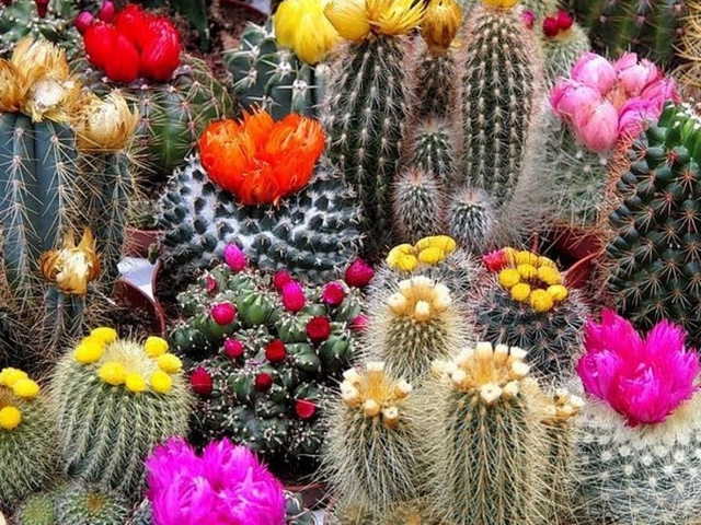 Kaj kaktus cveti v hiši - znaki, kaj pomeni cvetenje kaktusa? Cactus je že drugič na leto cvetel - znaki