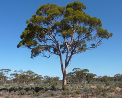 Eucalyptus - wood: views, how it looks, how it blooms: photo. Eucalyptus - a giant tree: the height where it grows, as propagates, dumps the bark, how much lives, where it is used, benefits and harm: description