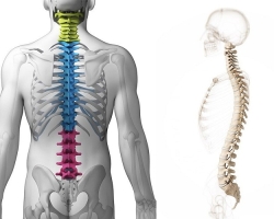 Človeška hrbtenica: anatomska struktura, shema s številnimi diski, komunikacija z notranjimi organi - ali je mogoče po zlomu mogoče obnoviti?