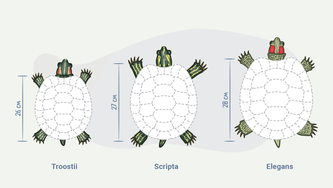 Как определить возраст красноухой черепахи в домашних условиях фото пошагово в домашних условиях
