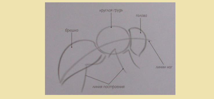 Torso, cabeza y patas de abejas