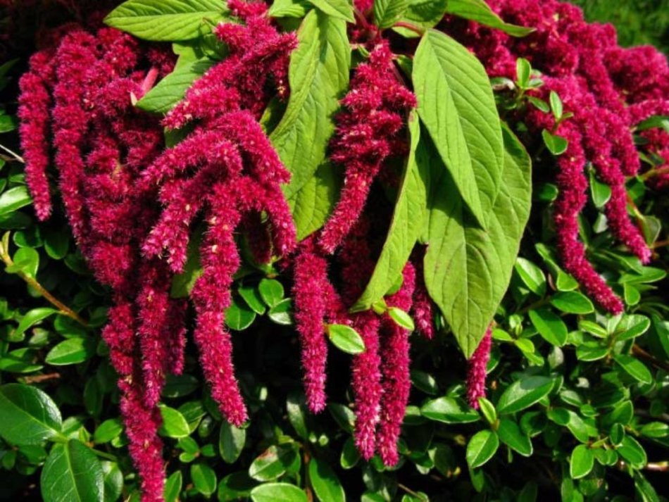 Amaranth