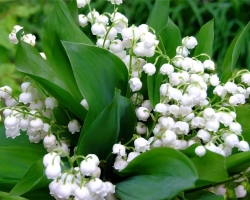 Lily of the valley: therapeutic properties and contraindications, use in folk medicine. Landysh tincture - instructions for use