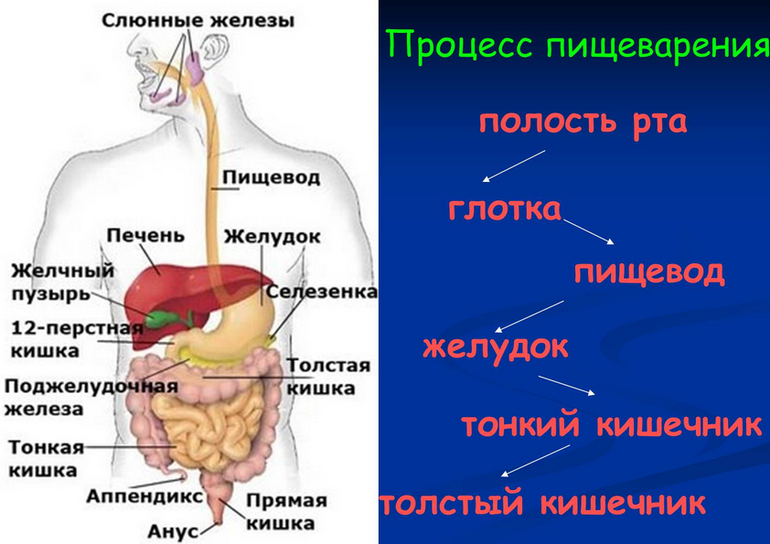 Схема процесса переваривания пищи в кишечнике. Пищеварительная система схема тонкий кишечник. Анатомическое строение пищеварительной системы человека. Путь еды в организме человека.