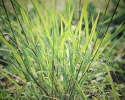 Minyak Vetiver - Sifat Magis untuk Menarik Kekayaan, Cinta, Kebahagiaan dan Kesejahteraan, Untuk Merangsang Mimpi