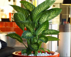 Signs of Diffenbachia - why can't you keep at home? Where to put Dieffenbachia at home so that it benefits?