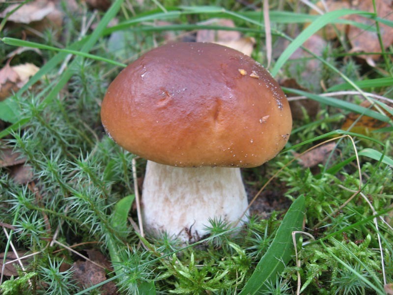 Steinpilz.