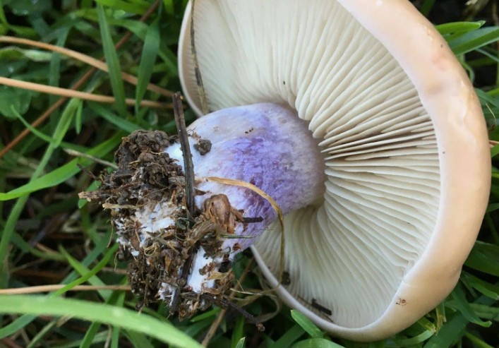 White mushroom, with a white hat and a blue thick leg