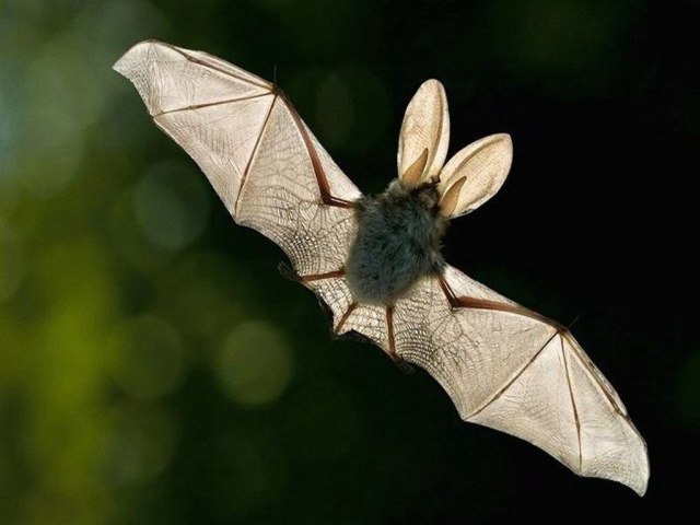 Dream Interpretation is a bat. Why are bats dream of biting, a lot, white?