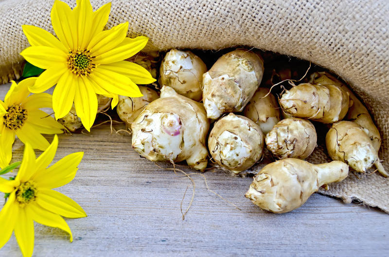 Jerusalem artichoke is a root crop with a mass of useful qualities