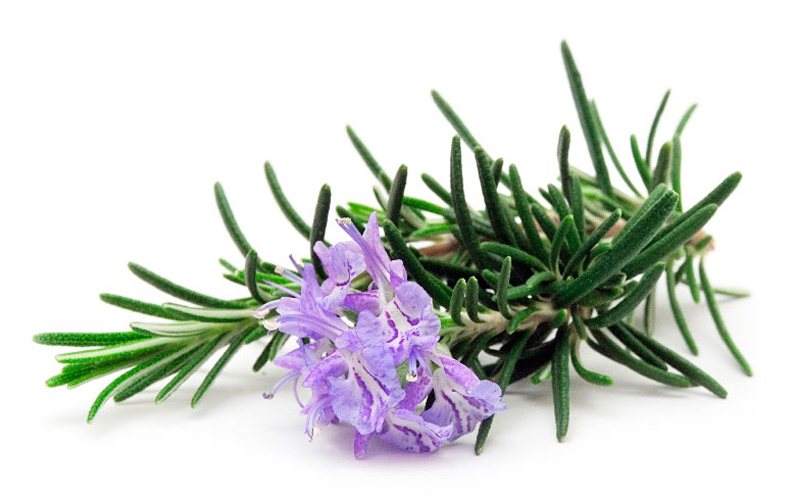 Rosemary