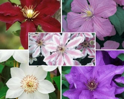 Bunga Clematis: Spesies, Deskripsi Varietas, Foto
