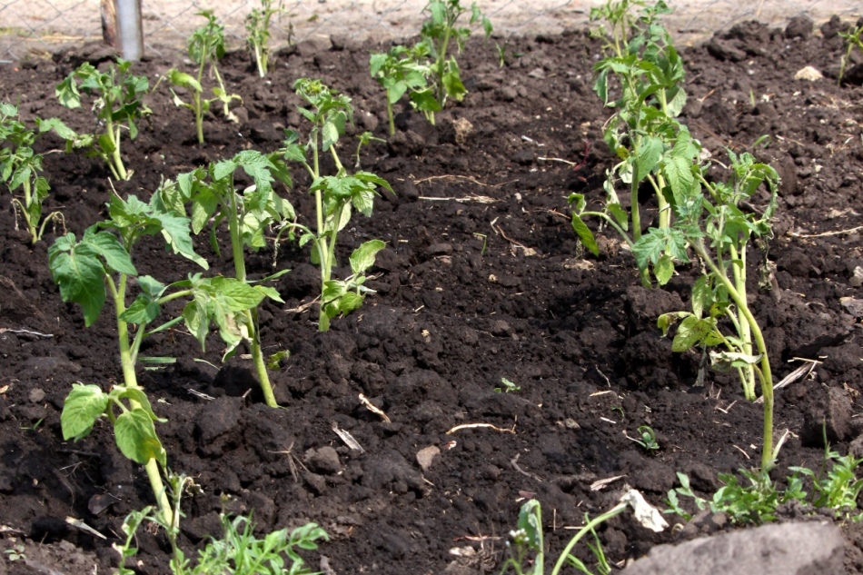 Watering tomatoes urea