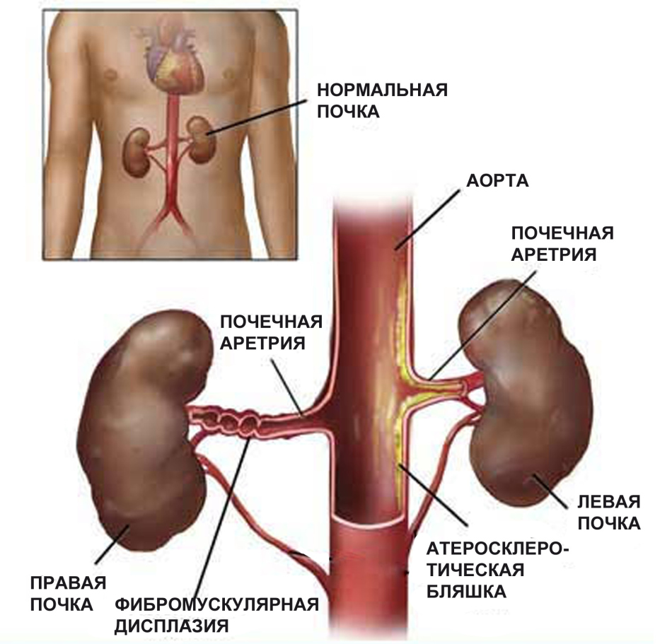 The condition of the kidneys