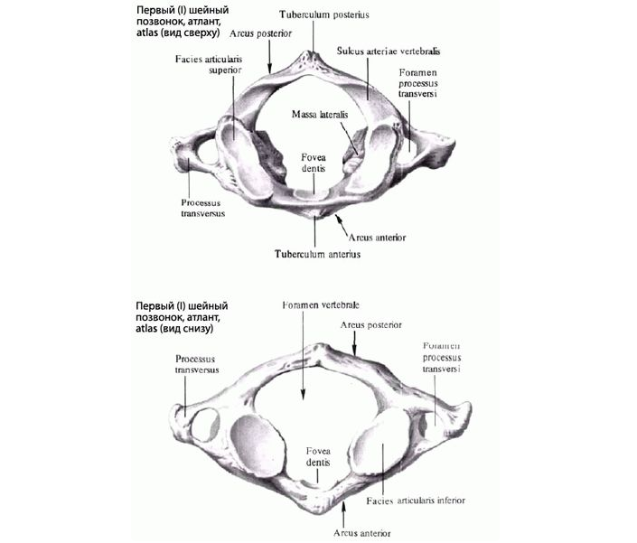 Позвонок атлант картинка