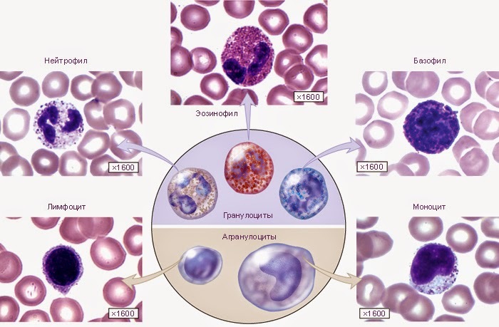 Types of leukocytes in blood during pregnancy
