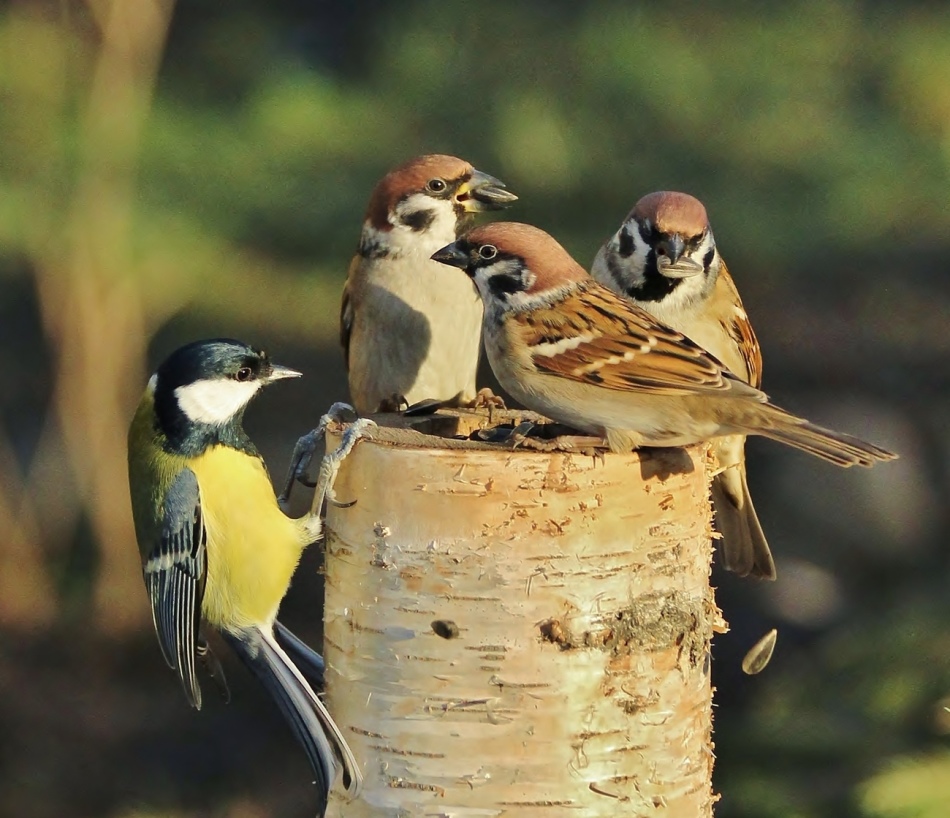 Sparrows and tit