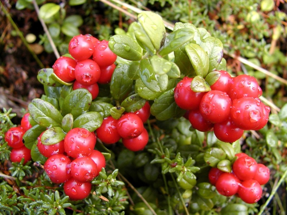 Cranberry with cystitis