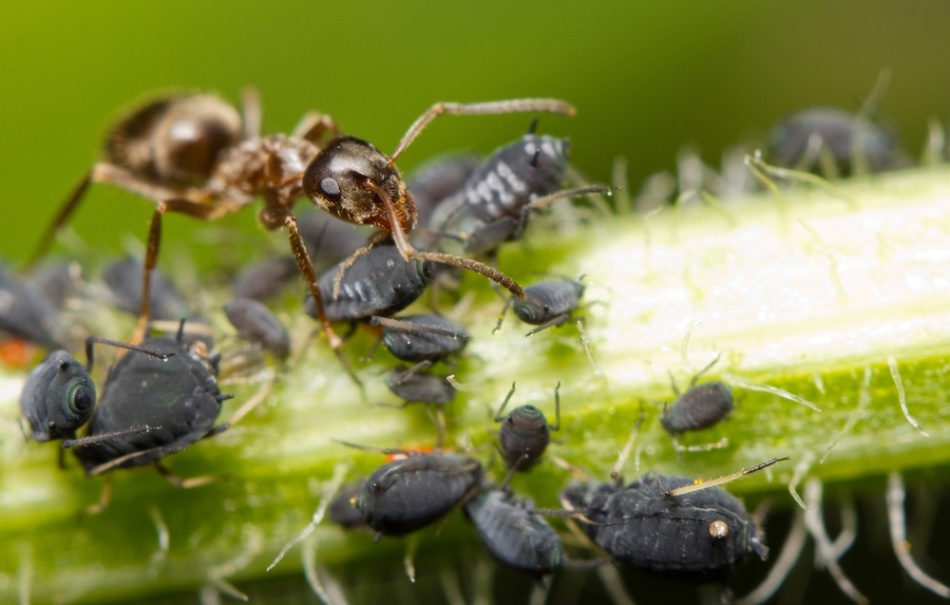 Mik a hangyák nagy, kicsi, egy álomban repülnek