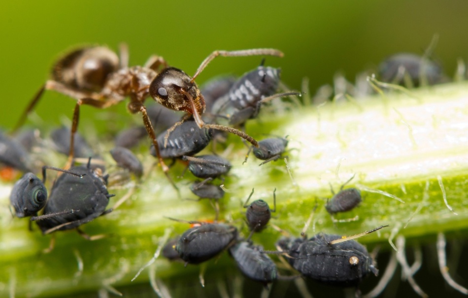 Was sind die Ameisen groß, klein, fliegen in einem Traum?