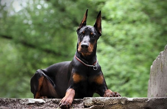 Odrasli Doberman