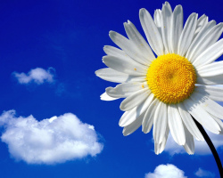 Chamomile Virág: Virágérték, jelek. Mit adnak a százszorszépek egy lánynak? Népi jelek a házban a kamillaról