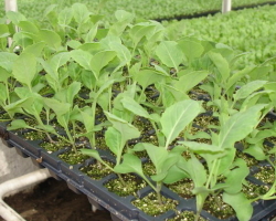 Las plántulas de repollo son coloreadas, blancas: enfermedad y su tratamiento. ¿Por qué muere las plántulas de repollo, cómo procesar las plántulas de repollo de plagas y enfermedades?