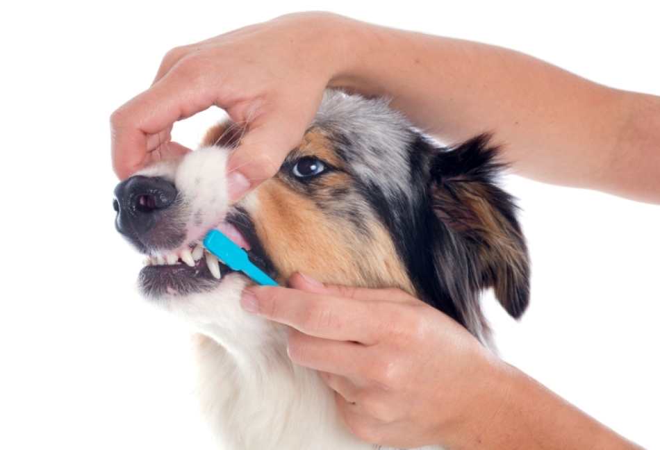 Чем очистить собачьи волосы