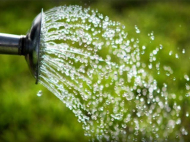 ¿Por qué las plantas no se recomiendan riego con agua fría? ¿Qué cultivos vegetales se pueden regar con agua fría?