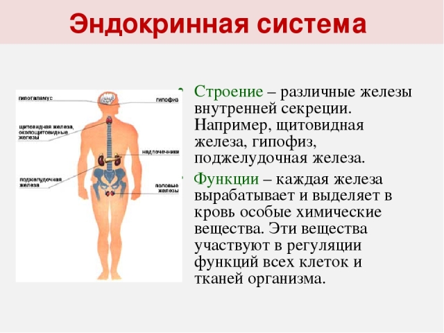 Эндокринная система: строение и функции, гормоны, секретируемые разными железами, болезни, нарушения, лечение проблем