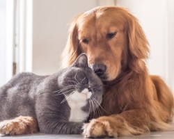 Cómo amigos Un gato con un perro en un apartamento, casa: instrucciones de paso por paso, asesoramiento experto