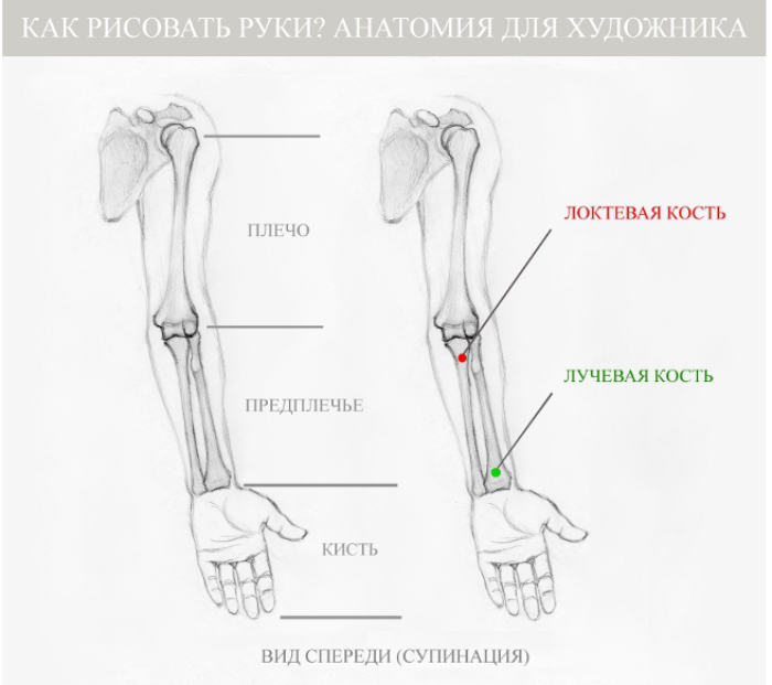 Как рисовать руки: анатомия для художника